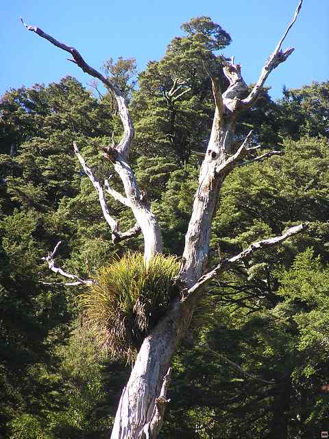 NZ leden-unor 2006 226.jpg